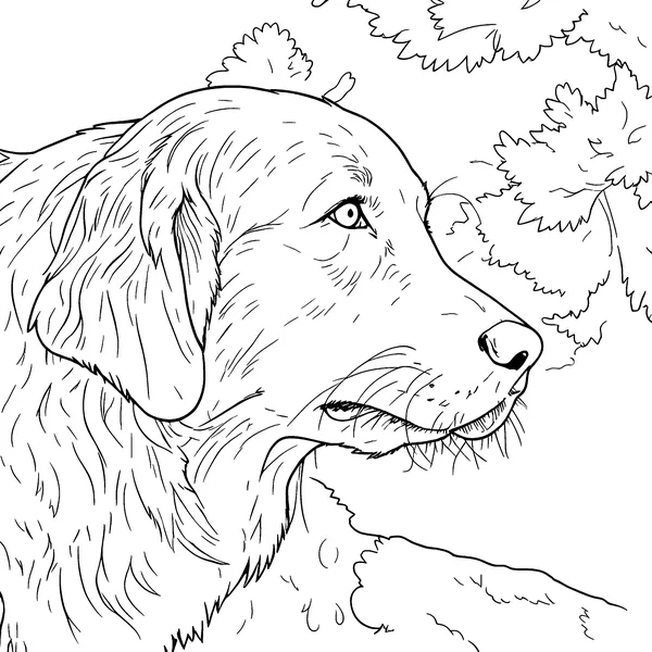 The retriever as a detailed coloring page with fur lines and leaves behind