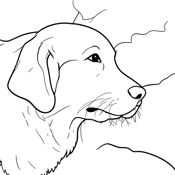The retriever as a coloring page