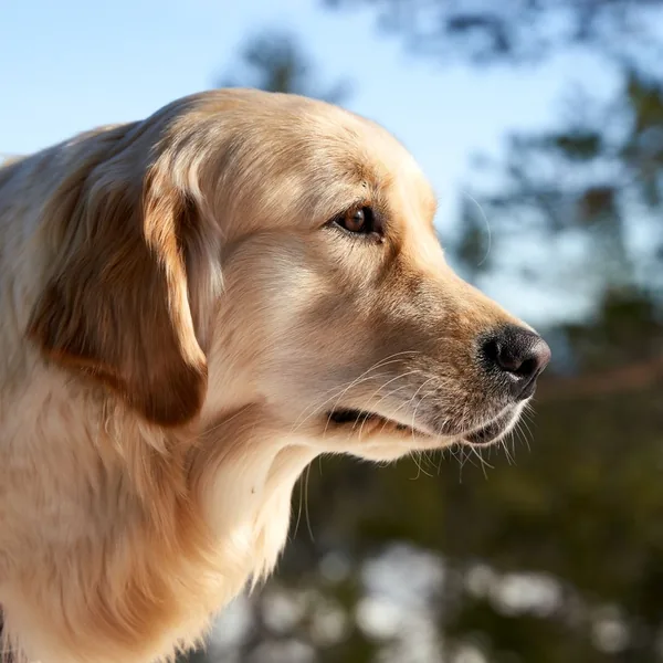 Stock photo of a golden retriever