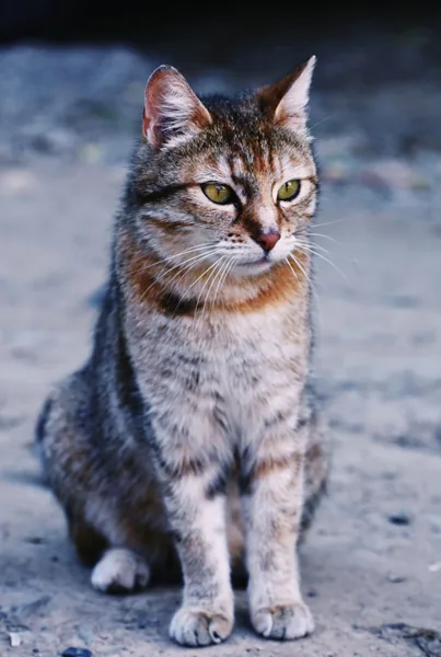 Stock photo of a tabby cat sitting